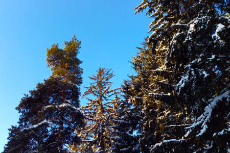 Snow branches spruce against the blue skyの写真素材