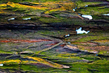 The texture of the bark of the old pine tree, background.の写真素材
