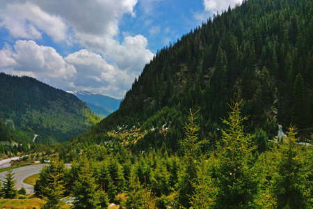 Dense green forest in the highlands and a road.の写真素材