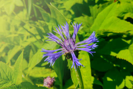 A beautiful blue cornflower blooms in a green meadowの写真素材