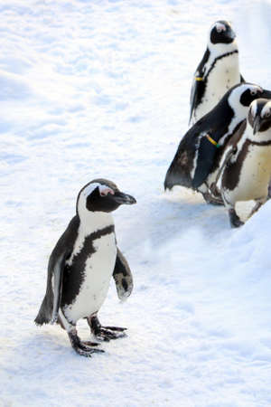 Funny penguin stands in the snow on a frosty dayの写真素材