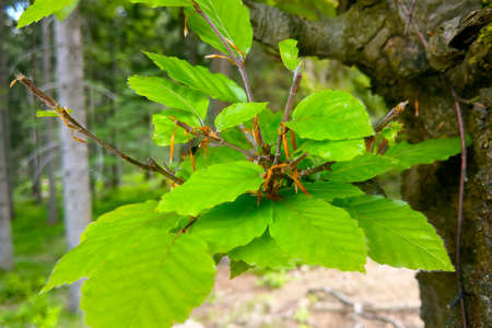 A young green tree branch in early springの写真素材