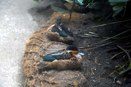 A beautiful little duck sits and watches carefullyの写真素材