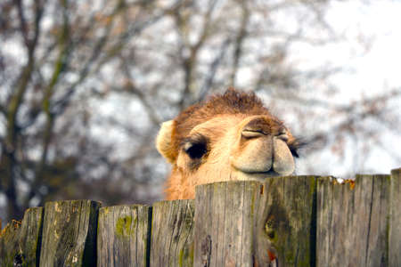 A funny camel looks from behind the fenceの写真素材