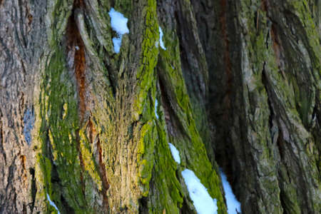 Close-up on the texture of the bark of the tree, backgroundの写真素材