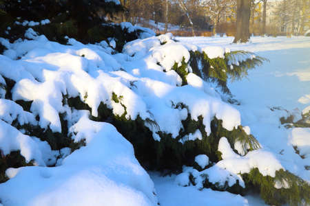 On the green branch of the spruce lies white snowの写真素材