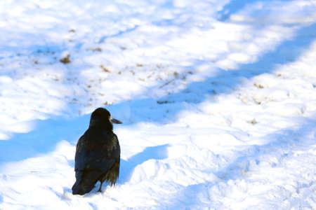 A small black crow sits in the snow in winterの写真素材