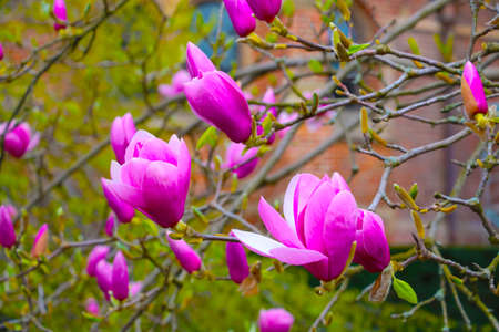 A flowering branch of magnolia in the park in early springの写真素材