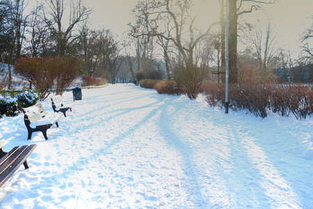 Frosty winter morning in the parkの写真素材