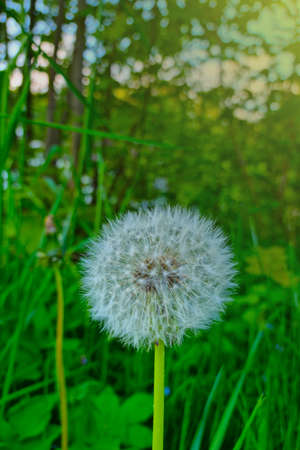 View of a flowering dandelion in green grassの写真素材