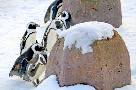 Funny beautiful penguins stand on the white snowの写真素材