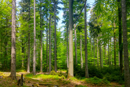 Beautiful young green forest for walks in the fresh air