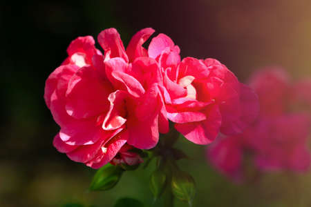View of the blooming red rose in the gardenの写真素材
