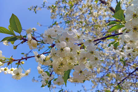 A cherry blossom branch against the blue sky in springの写真素材