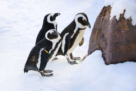 Penguins stand in the snow on a sunny winter dayの写真素材