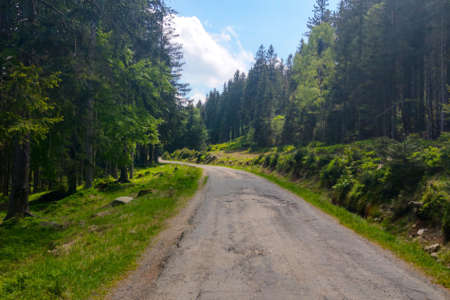 A picturesque road in the forest for walks in the fresh airの写真素材