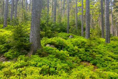Young green forest in a mountainous areaの写真素材