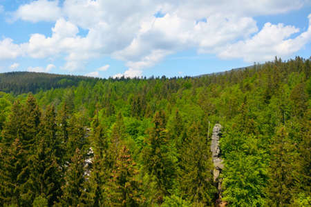 View from a height of the green forest on a sunny dayの写真素材