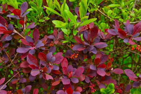 Red green young bushes in the parkの写真素材