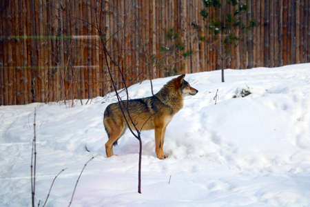 Out of focus, blurry background, view of an adult wolf in the snowの写真素材