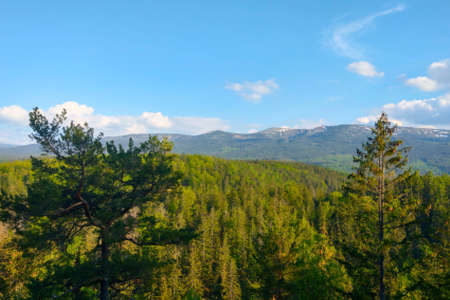 The tops of a young green forest on a sunny dayの写真素材