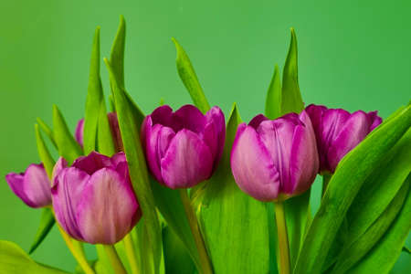 Bouquet of purple tulips on the background of a green wallの写真素材