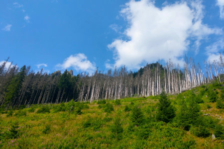 Dry trees in the highland area against the blue skyの写真素材