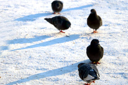 On the white snow in winter there are pigeonsの写真素材