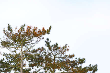 Tree branches on a white background, out of focusの写真素材