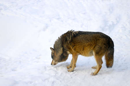 Close-up of a wolf that smelled a trail in the snowの写真素材