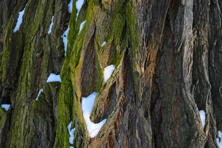 Close-up on the texture of the bark of a large tree, backgroundの写真素材