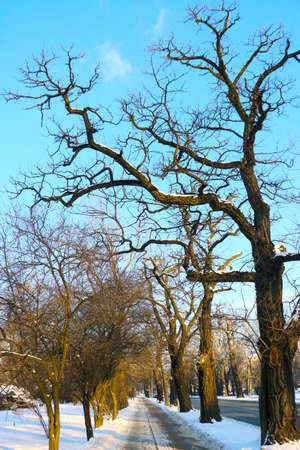A large tree without leaves in winter against the blue skyの写真素材