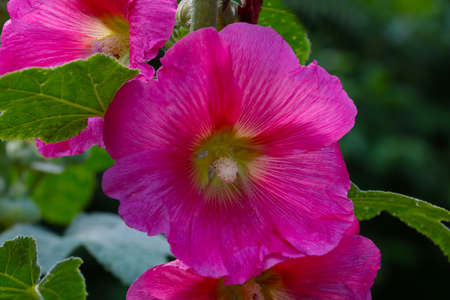 View of the flowering Hollyhocks in the gardenの写真素材