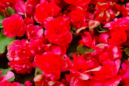 View of flowering garden roses, blurred backgroundの写真素材