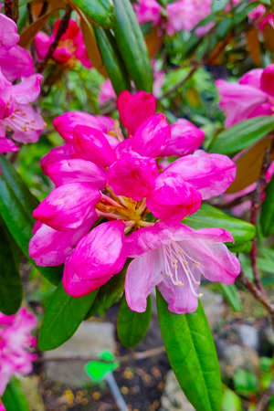 View of the flowering rhododendron in the garden in the springの写真素材