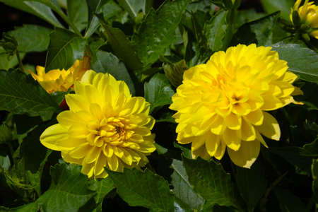 Yellow flowering dahlias in the garden, selective focusの写真素材