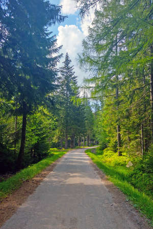 Forest walking trail in the fresh airの写真素材