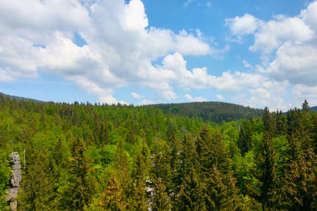 Picturesque beautiful view of the green trees and blue skyの写真素材