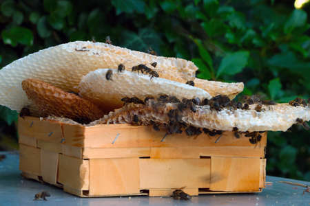 Out of focus, blurry background, bees with honeycombsの写真素材