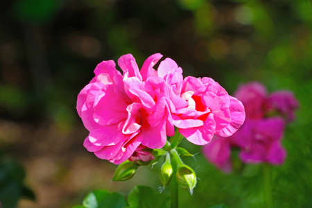 Close-up of a flowering garden rose on a sunny dayの写真素材