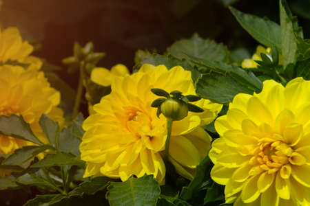 Yellow flowering dahlias in the garden in autumnの写真素材