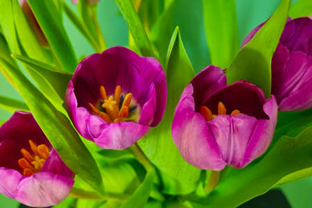 Flowering purple tulips in a bouquet, congratulations on the holidayの写真素材