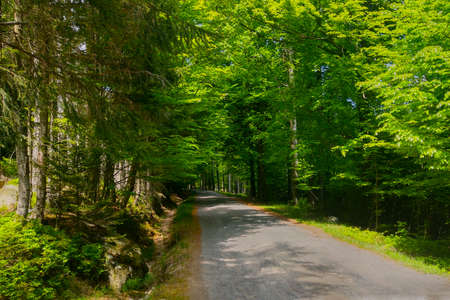 Picturesque forest road in the fresh airの写真素材