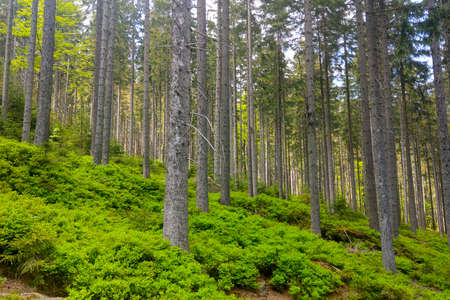 Picturesque view of the green forest on a summer dayの写真素材
