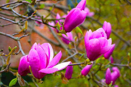 Close-up of a branch of a flowering magnolia in the parkの写真素材