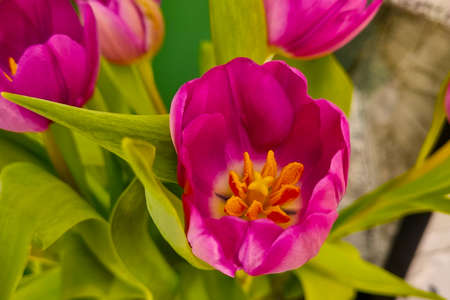 Close-up on a flowering tulip bud. Posyの写真素材