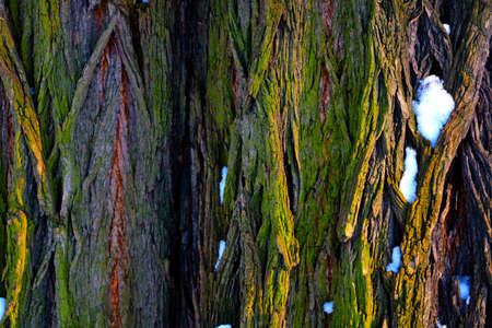 Close-up of the texture of the bark of the tree, backgroundの写真素材