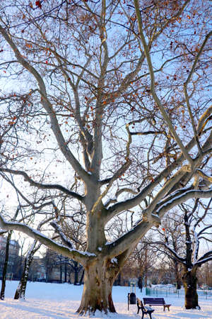 View of an old big tree in the parkの写真素材