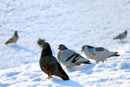 Pigeons in the snow on a sunny winter dayの写真素材