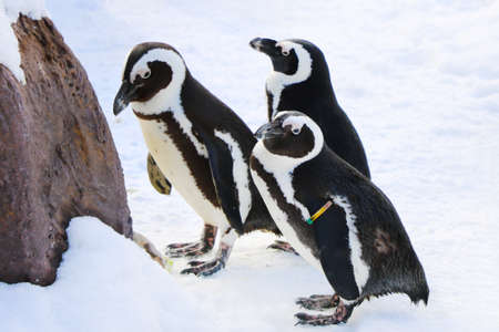 Beautiful funny penguins in the snow on a sunny winter dayの写真素材